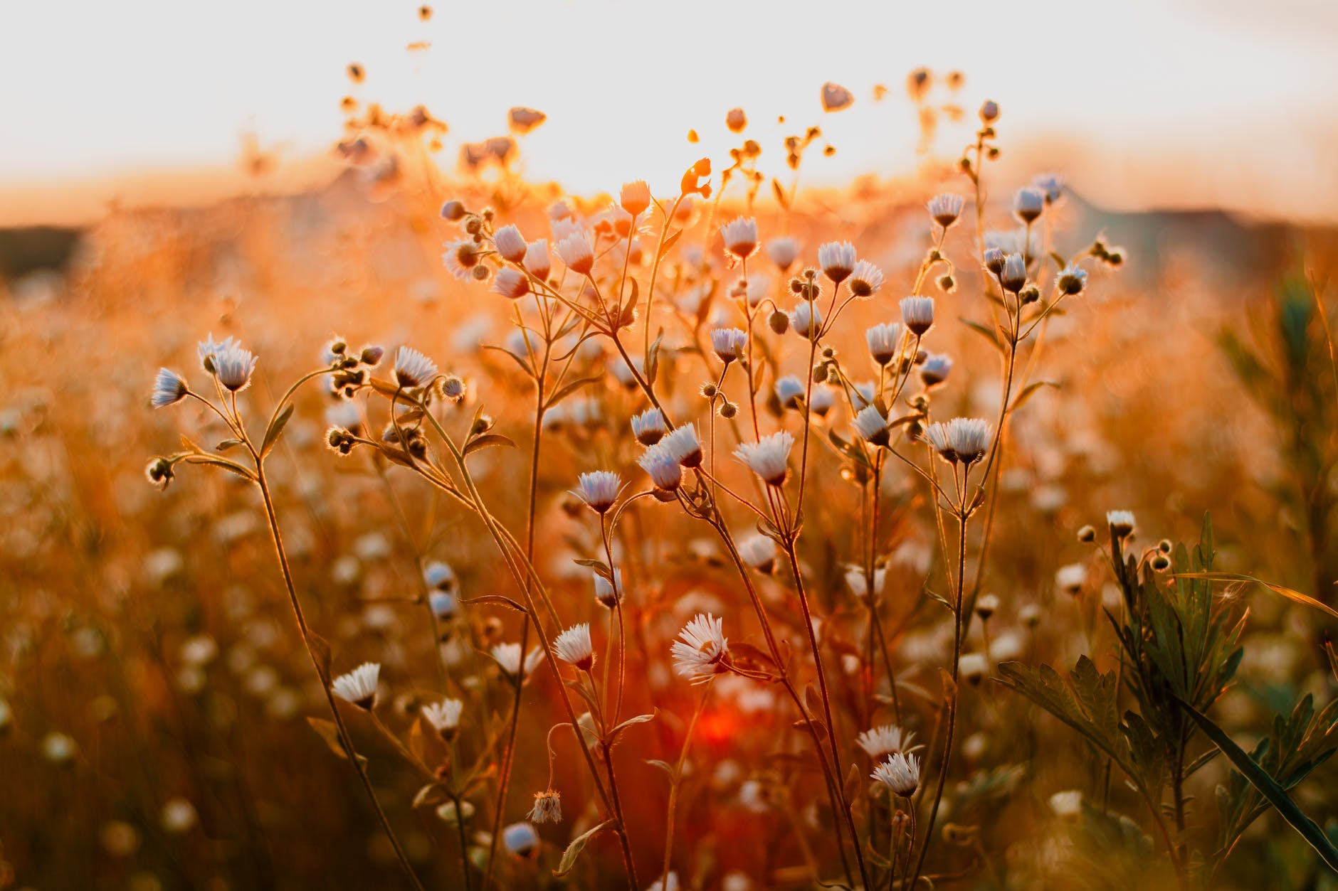 Wedding Ceremony Scripts – Summer Solstice